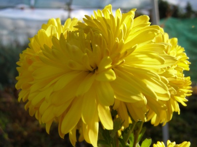 Chrysanthemum 'Margery Fish'